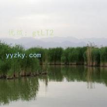 ָ